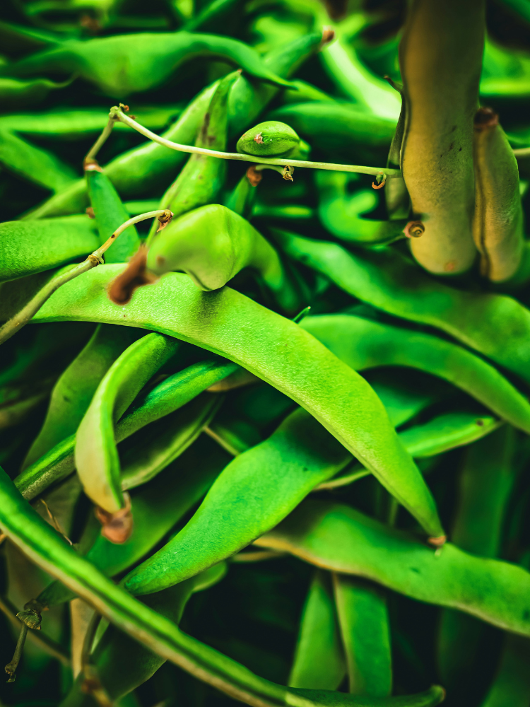 Fresh Organic Vegetables